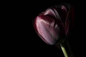 Tulp