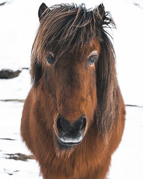 Icelandic Horse (Icelandic) in the snow in winter in Iceland