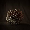 Dennenappel van Hans Kwaspen thumbnail