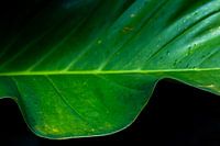 Tropisches Blatt