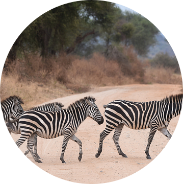 Op safari in Afrika: Groepje zebra's steekt de weg over van Rini Kools