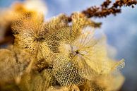 Hortensia by Lens Design Studio thumbnail