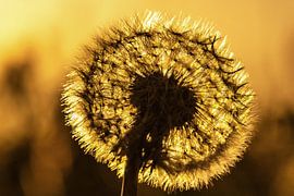 Pissenlit au coucher du soleil sur Frank Herrmann