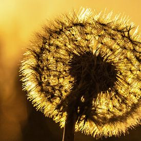 Paardenbloem in de zonsondergang van Frank Herrmann