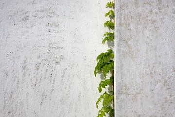 Blauweregen klimt gepleisterde muur