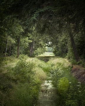 Là où pousse l'herbe verte