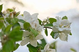Delicate white apple blossoms on a branch by Martin Köbsch