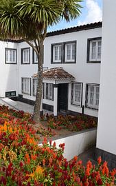 Fleurs et palmier devant un bâtiment portugais blanc et authentique sur Studio LE-gals