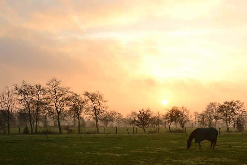 Paard in de opkomende zon, Doezum, Groningen van Mark van der Werf
