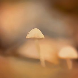 Creamy Mushrooms van Monique Laats-Wind