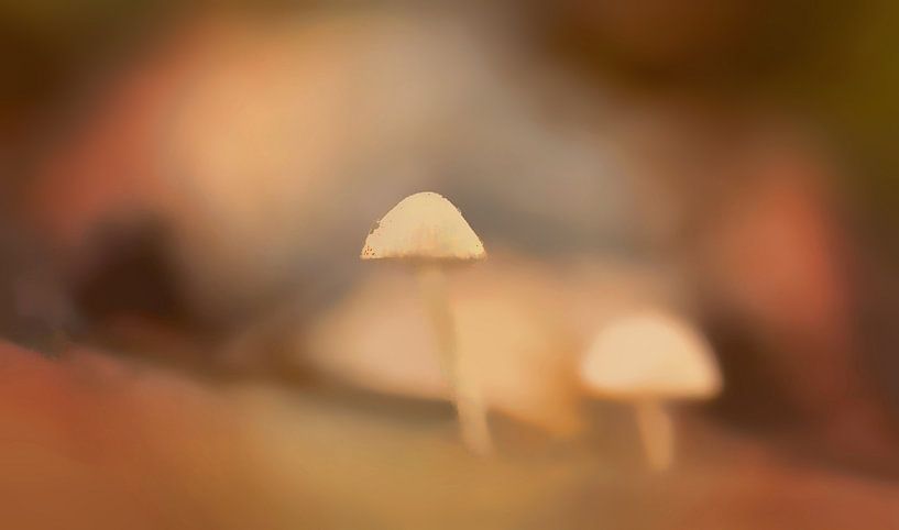 Creamy Mushrooms van Monique Laats-Wind