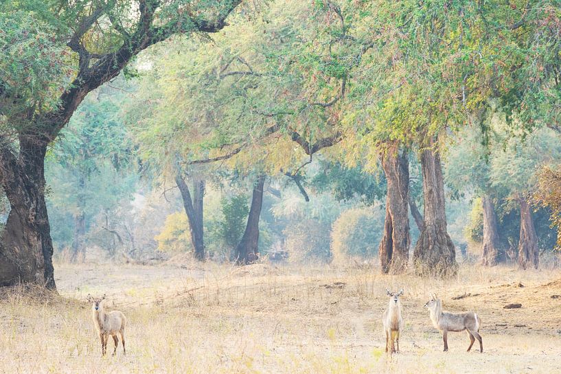 Tiere in der afrikanischen Landschaft von Francis Dost