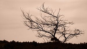 Lonely and barren