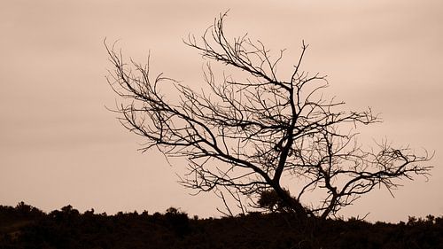 Eenzame en kale boom