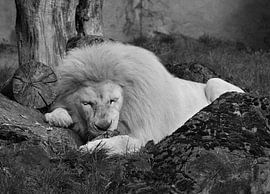 White lion in black and white. by Jose Lok