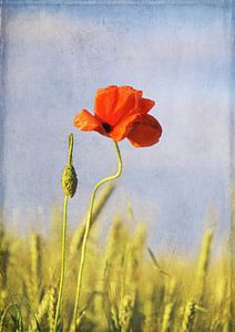 Solo Klatschmohn von Roswitha Lorz