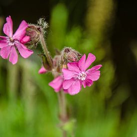 Fièvre du printemps sur Ron van der Meer