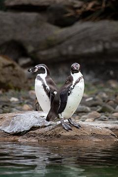 Pinguïn paar van Sophie Luther