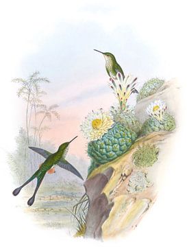 Schaarstaart racket-tail, John Gould van Hummingbirds