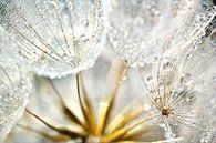 Dandelion Morning Dew van Julia Delgado thumbnail
