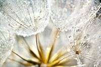 Dandelion Morning Dew