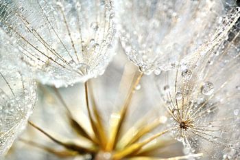 Pusteblume Morgentau