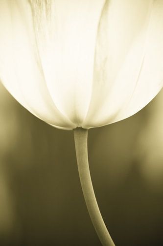 Gros plan artistique d'une tulipe aux couleurs pastel vertes