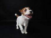 Fröhlicher Jack Russel von Astrid Brouwers Miniaturansicht