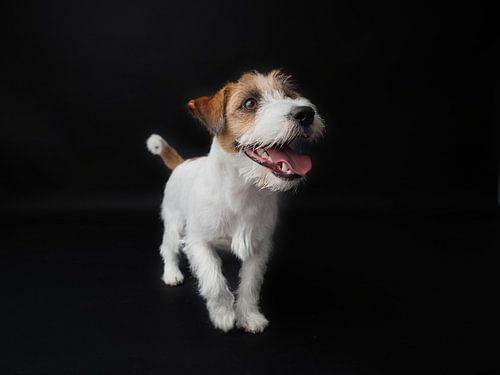 Vrolijke Jack Russel