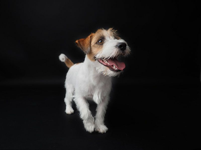 Fröhlicher Jack Russel von Astrid Brouwers