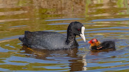 Vogelfotografie - Meerkoet...