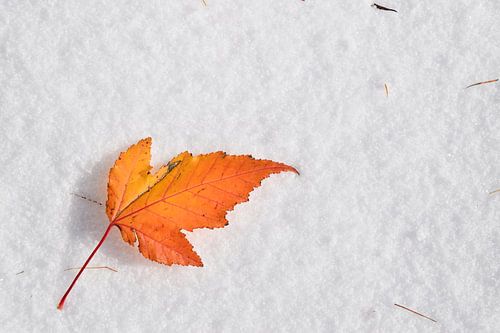 Een esdoornblad op de sneeuw