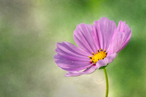 Schilderachtige Roze Cosmea in Zachte Botanische Aquarelstijl