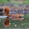 Eekhoorn bij het water van Karin van Rooijen Fotografie