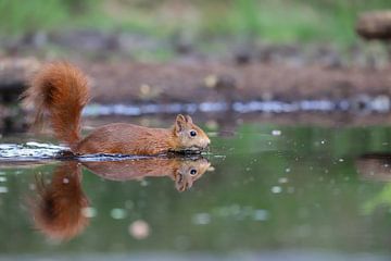 Eichhörnchen am Wasser von Karin van Rooijen Fotografie