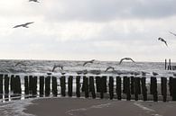 meeuwen op het strand in zeeland von Frans Versteden Miniaturansicht