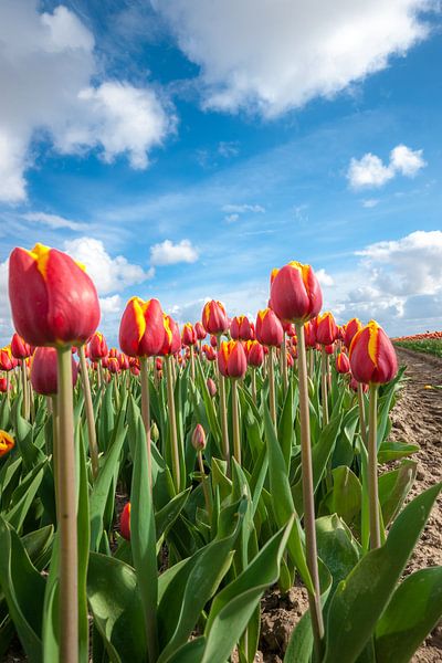 Nederlandse bollenveld met de rode Tulpen van Fotografiecor .nl