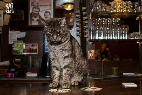 Haagse Kroegkat Karel (Spui)