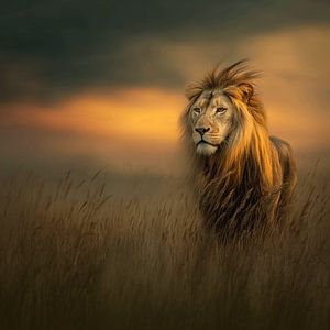 Der Löwe in der Goldenen Savanne