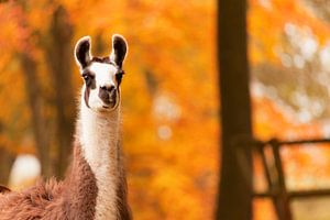 Lama
