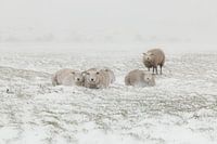 Sheep in a snowstorm