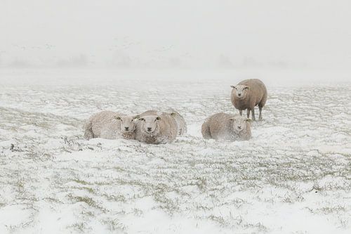 Des moutons dans une tempête de neige