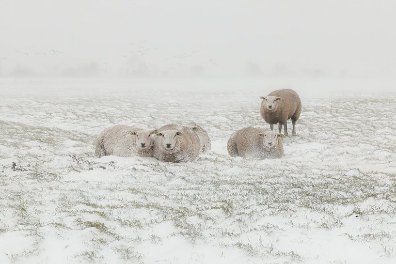 Schapen in sneeuwstorm van FotoBob