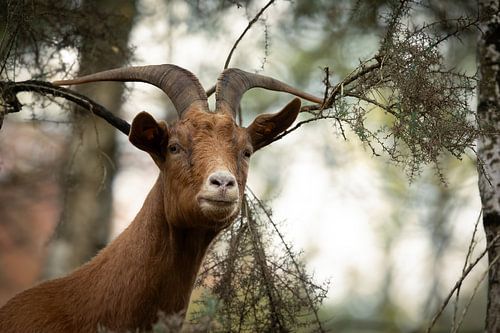 geit tussen het struikgewas