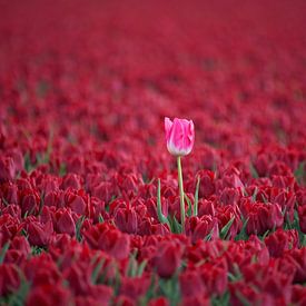 Die Kraft, anders zu sein von Cor de Hamer