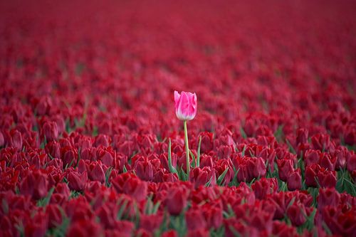 Die Kraft, anders zu sein von Cor de Hamer