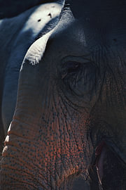 Close-up of an elephant in cool blue tones