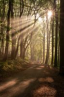 Hohenstein Forest
