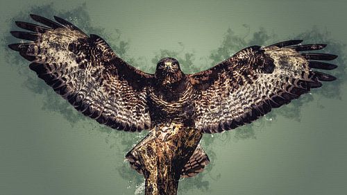 Buizerd - Roofvogel - in digital art uitvoering
