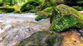 Fairy forest where elves live.... by Dan Photo Shaman